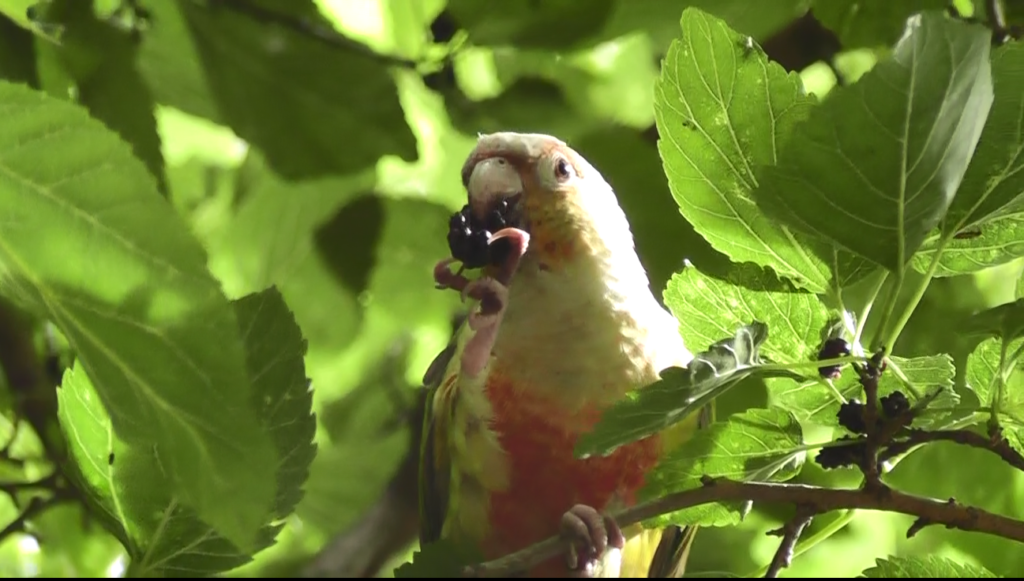 インコとジャングルへ遊びに行く 動画リンクあり 鳥の幸せ La Isla Del Humor