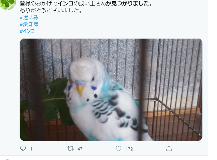 迷いインコの見つけ方 鳥の幸せ La Isla Del Humor