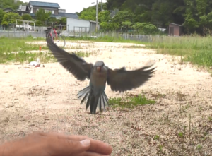 インコのフリーフライト 鳥の幸せ La Isla Del Humor